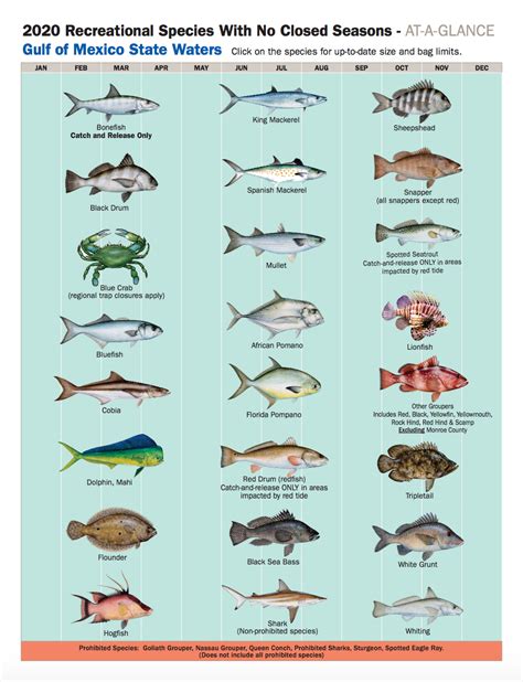 Variety of Fish Species in Key West