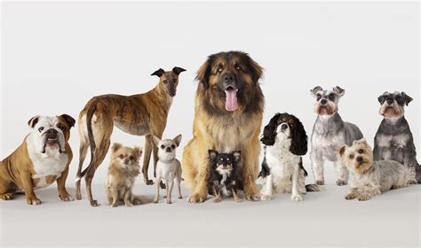 Variety of Formulas for Every Dog