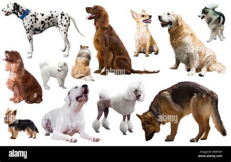 Various Dog Breeds
