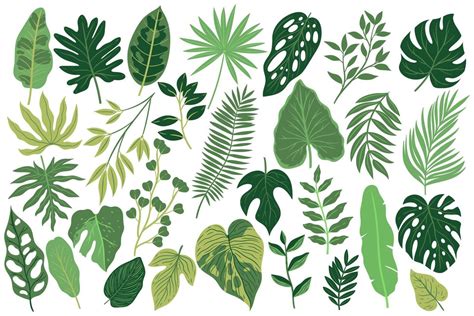 Vector Tropical Leaves