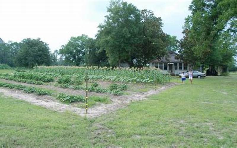 Vegetable Garden In Louisiana