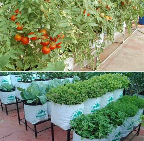 Vegetable Garden At Home Terrace