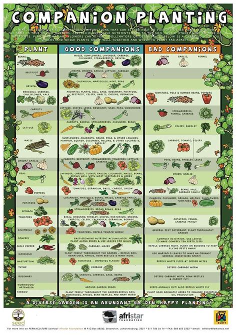 Vegetable Garden Companion Planting Chart