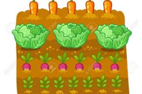 Vegetable Patch Clipart