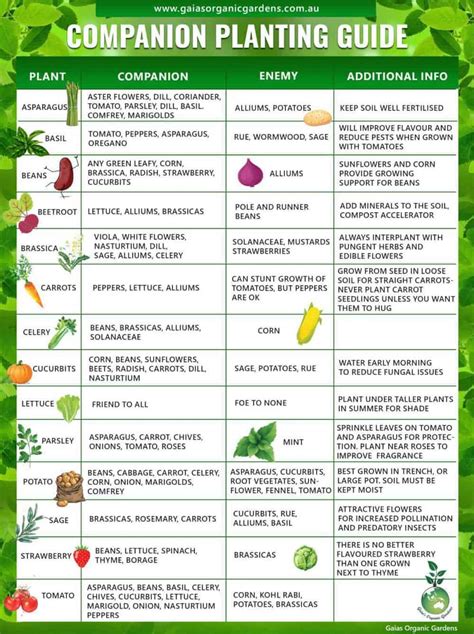 Companion Planting Vegetables "Buddies" That That Thrive Together