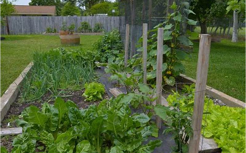 Vegetables To Grow In Austin Tx