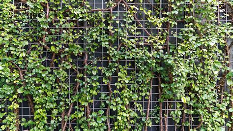 Add Privacy to Your Garden or Yard with Plants Do it