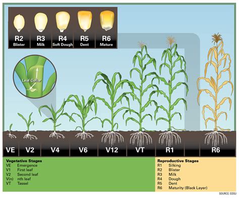 Vegetative Conditions: Insights & Optimal Growth Tips.