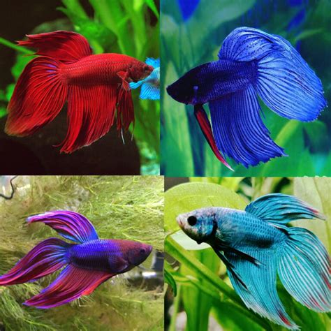 Veil Tail Betta Fish