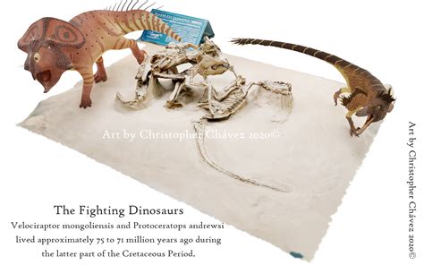Velociraptor Vs Protoceratops Fossil