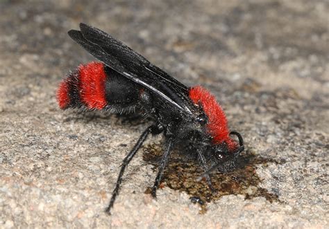 Velvet Ant