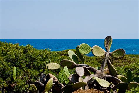 Vendicari Reserve flora