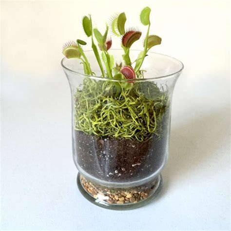 Venus Flytrap Terrarium