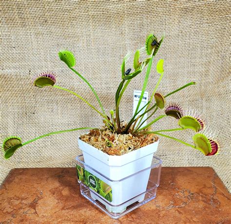 Venus Flytraps The Classic Snapper