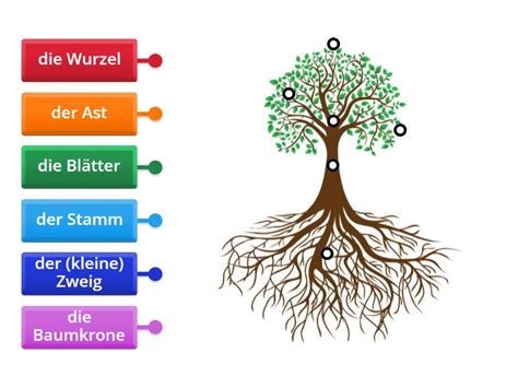 Veraholz-Baum: The Future Of Sustainable Wood