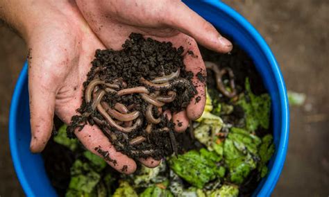 Composting with Worms February 12, 2021 Unleash