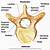 Vertebrae Anatomy