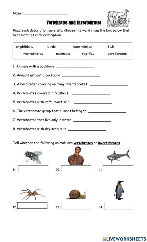 Vertebrates And Invertebrates Animals Worksheets