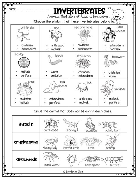 Vertebrates And Invertebrates Worksheet