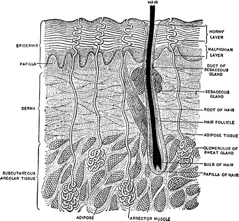 Exploring the Intricate Layers of Skin: Uncovering the Fascinating Vertical Section of Human Epidermis