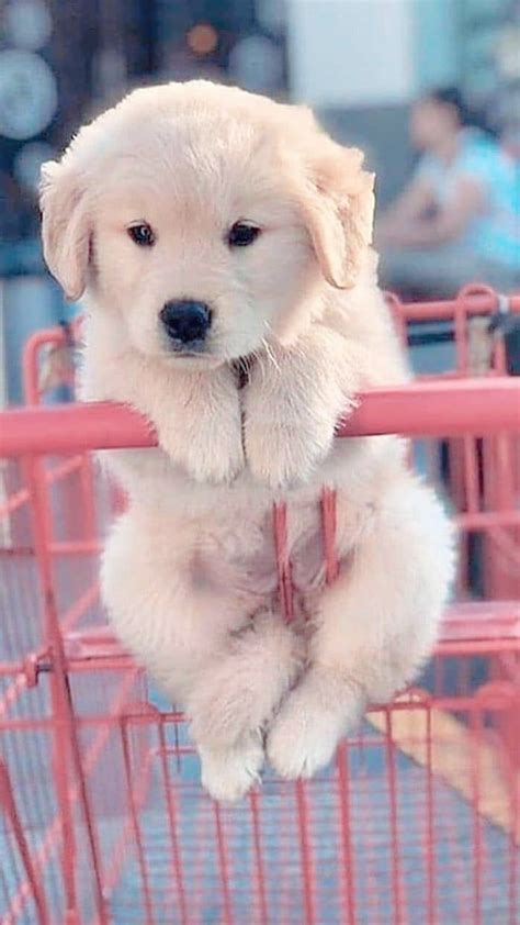 Very Cute Dogs