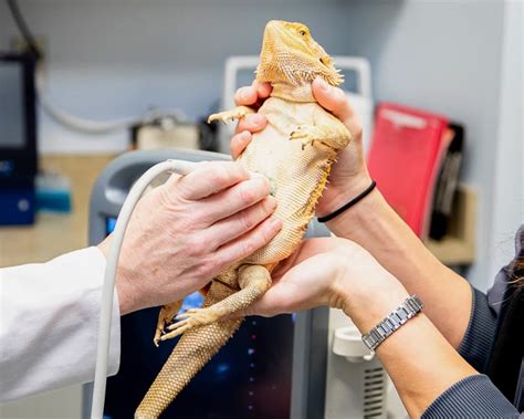 Vet Exotic Animals Near Me