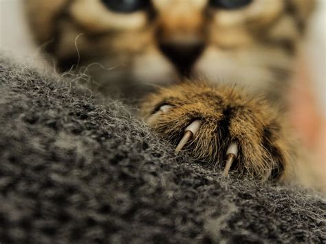 Vet To Declaw Cat Near Me