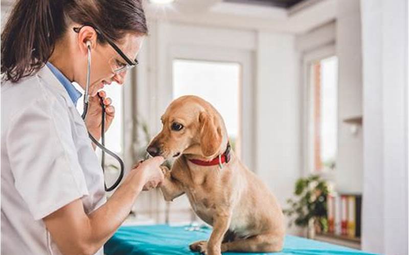 Veterinary Treatment