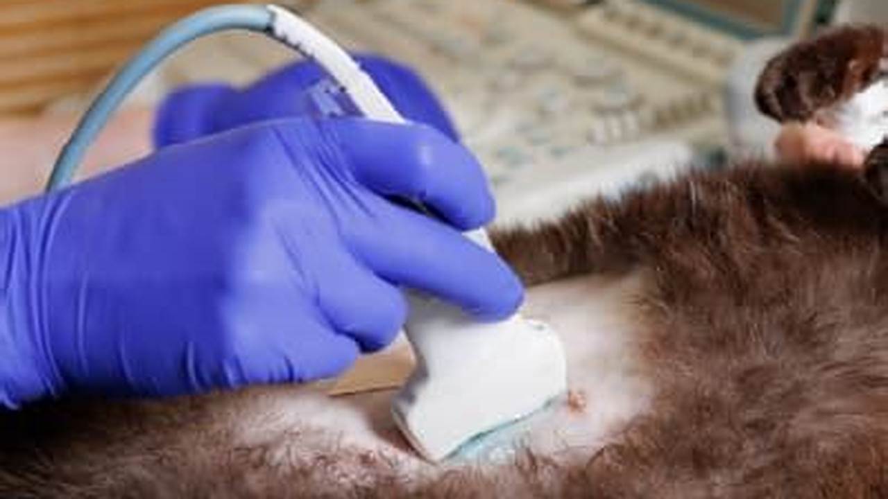 Veterinary Ultrasound Courses 2025