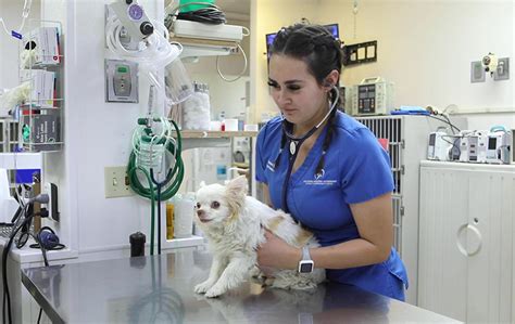 Veterinary Doctor Near My Location