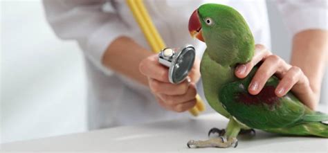 Veterinary Hospital Near Me For Birds