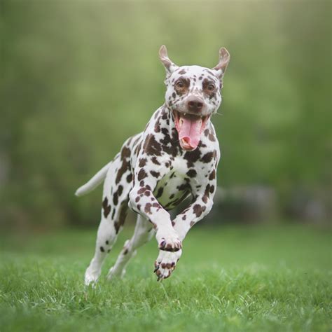 Veterinary Prolotherapy Near Me