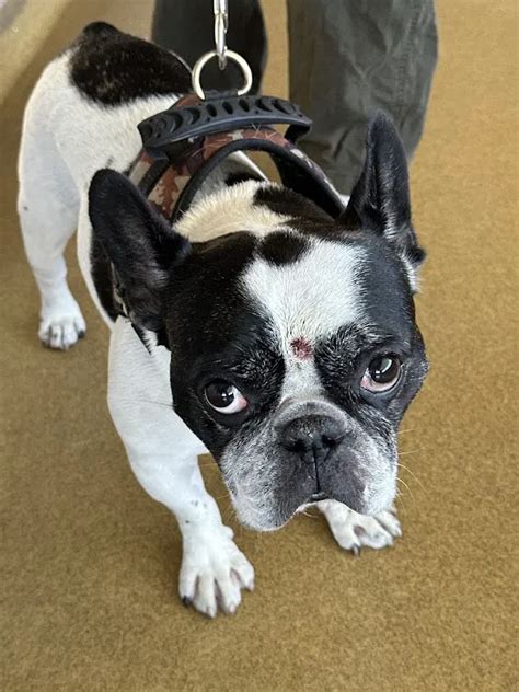 Say Goodbye to Your Furry Friend's Pain and Itching: Discover the Revolutionary Veterinary Skin and Ear Solutions!