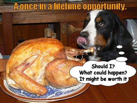 Veterinary Thanksgiving Meme