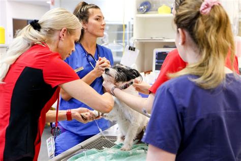 Veterinary emergency procedures