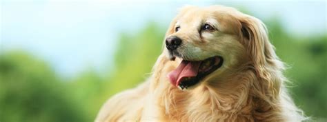 Purr-fect Pet Care: Discover the Top Vets in Parker AZ For Your Beloved Furry Pals!