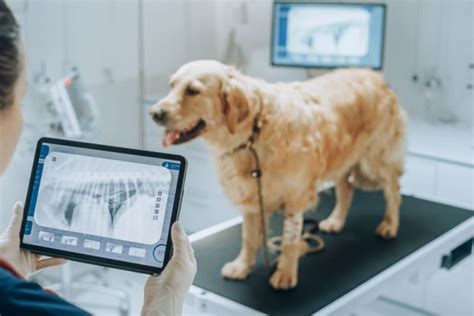 Vets With X Ray Near Me