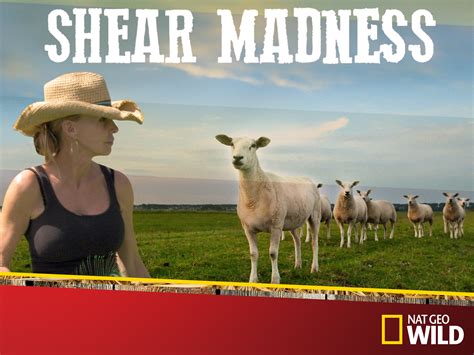 Viator Shear Madness