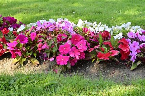 Vibrant Annuals for Instant Color