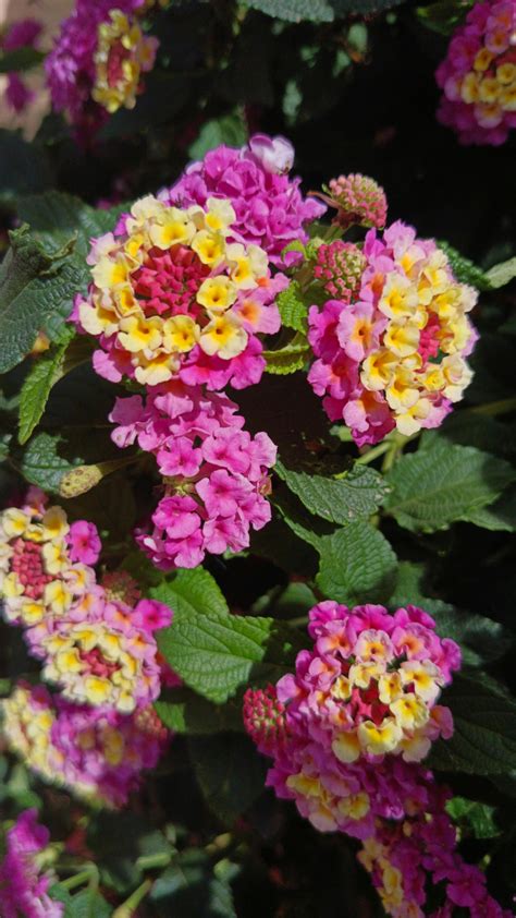 Vibrant Lantana