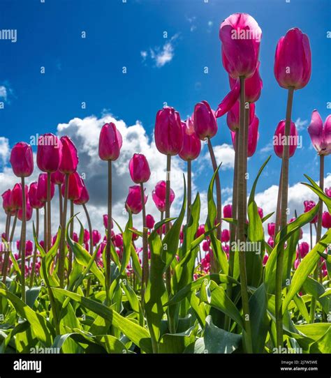 Vibrant Tulips