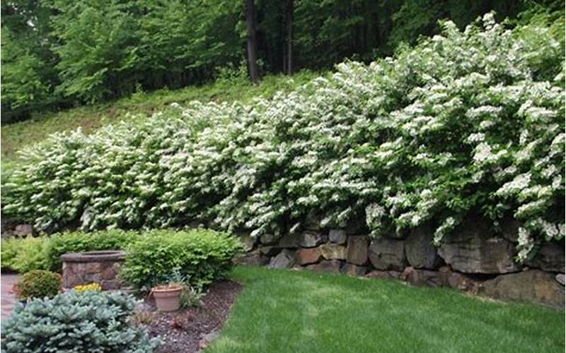 Viburnum As Privacy Fence Line: The Ultimate Guide