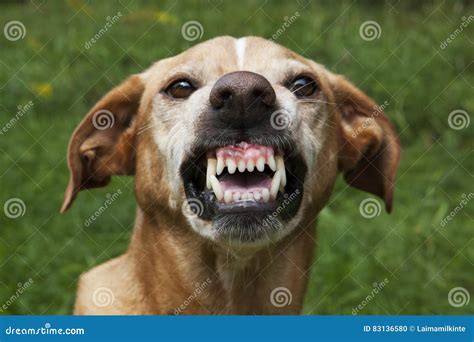 Vicious Dog Meme