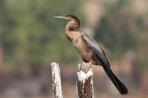 Victoria Falls Birding Tour: Review & Recommendations