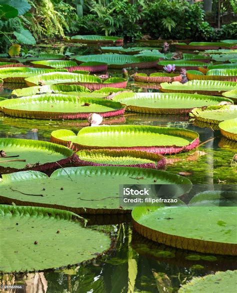 Giant water lilies Victoria Regia in the Amazon