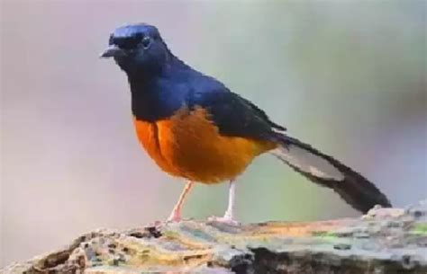 Video Murai Batu Kalimantan