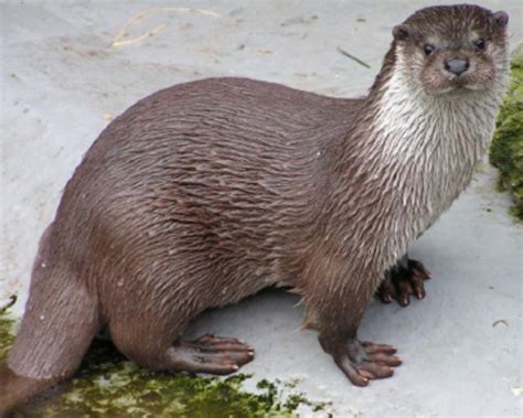 Vidra Animal De Companie