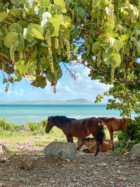 Vieques Island Flora
