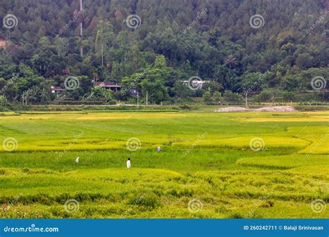 Vietnamese green fields
