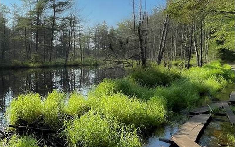 Discover the Beauty of Watatic Mountain State Wildlife Area